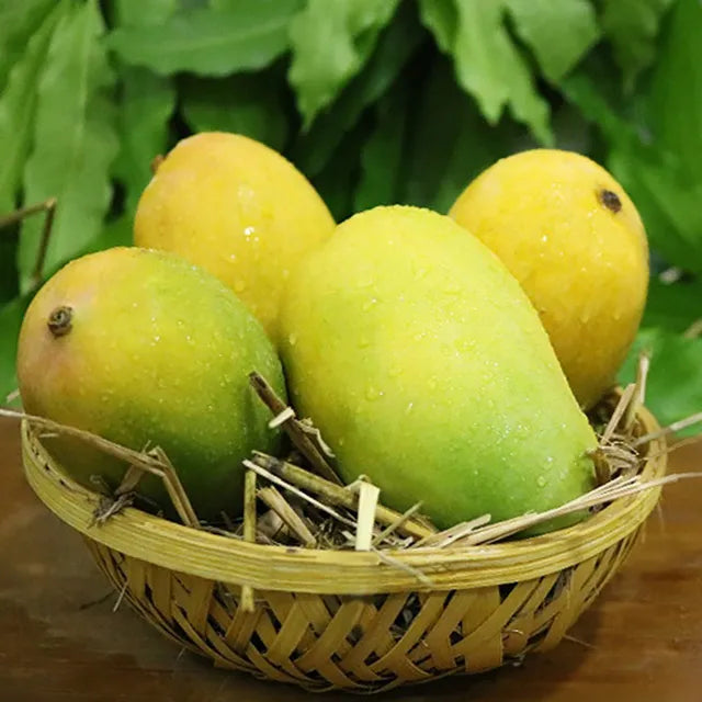 Kesar (Big Size)
